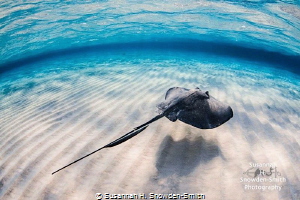 "Hover"
A stingray glides over sand in shallow water. St... by Susannah H. Snowden-Smith 